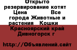 Открыто резервирование котят › Цена ­ 15 000 - Все города Животные и растения » Кошки   . Красноярский край,Дивногорск г.